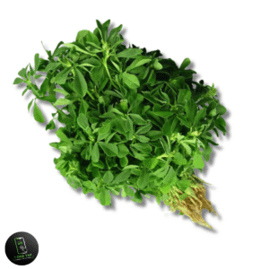 METHI BUNDLE (میتھی)